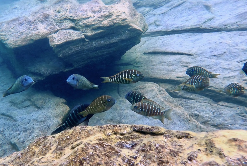 Tropheus polli 'Mabilibili Bay'